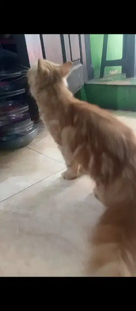 kucing Persia medium