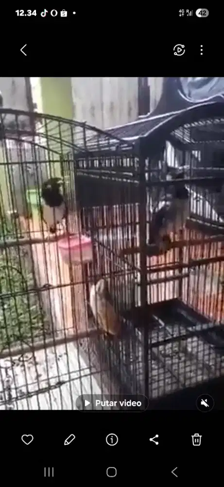 Jalak suren dewasa 2 ekor
Bawel plus kandang besi lovebird
