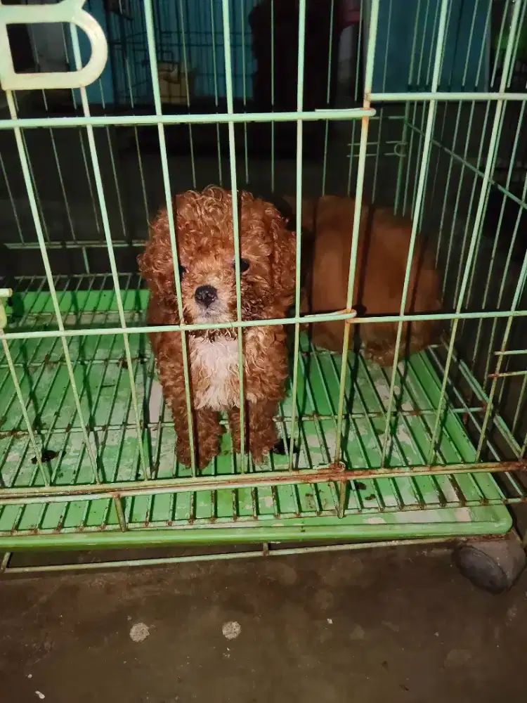 Poodle betina umur 2