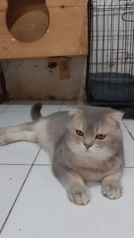 Open adop BSH blue golden