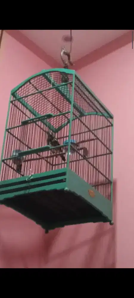 Anis macan/Anis ampenan