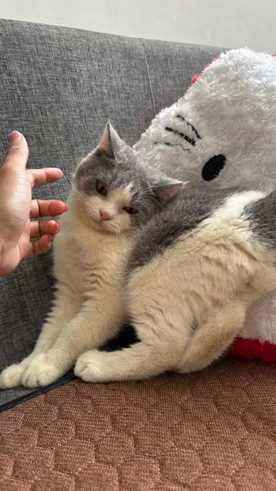 kucing british jantan