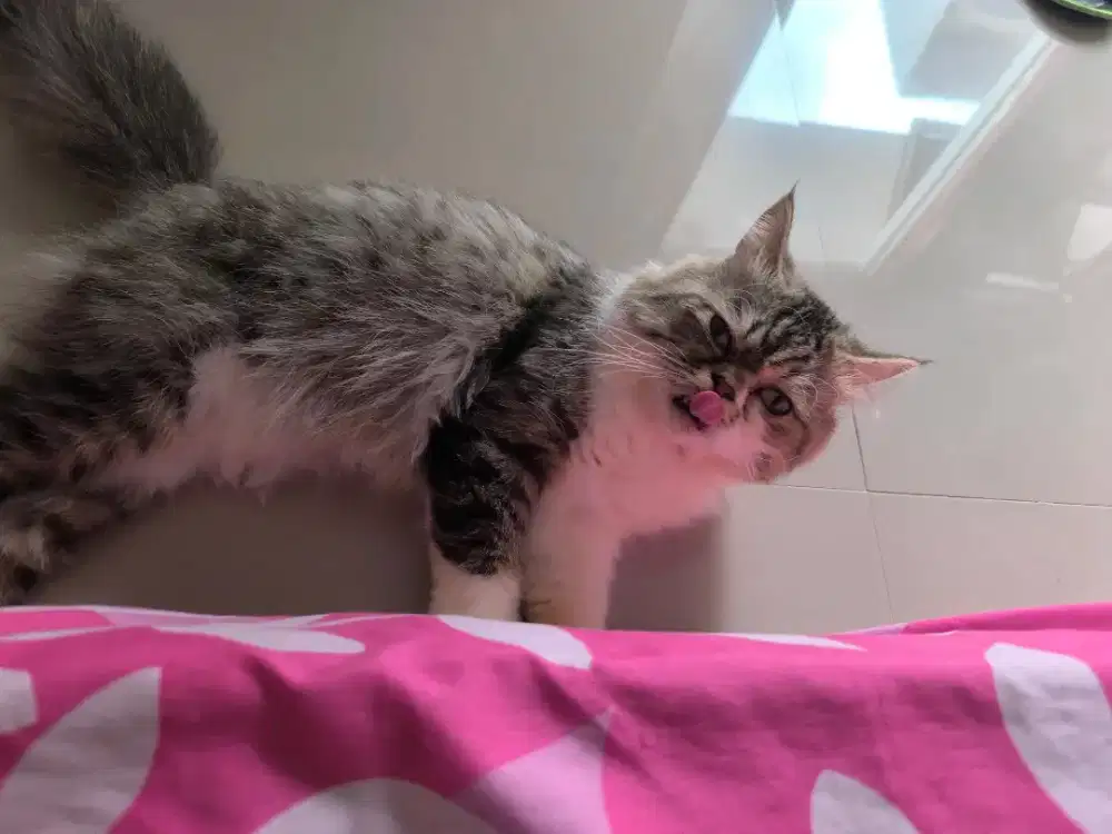 Kucing Jinak + kandang makan proplan meo persia no peaknose flatnose