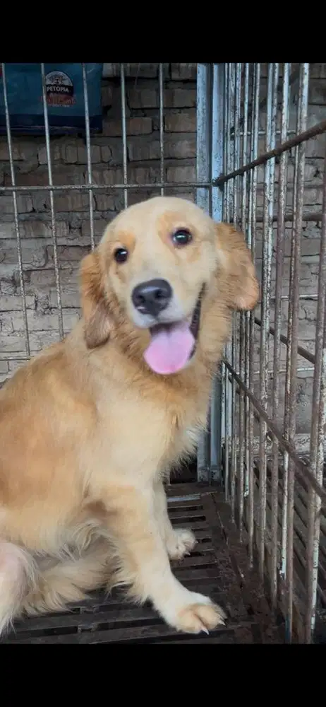 Golden betina 2 tahunan