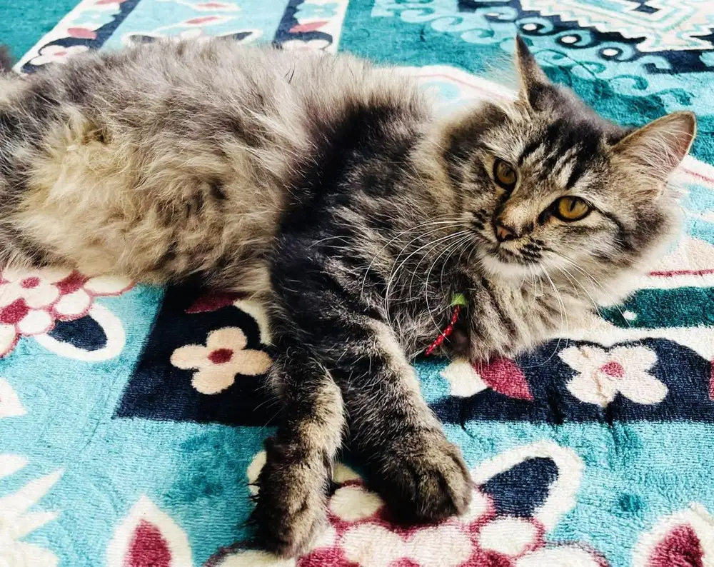 lepas adop kucing mainecoon