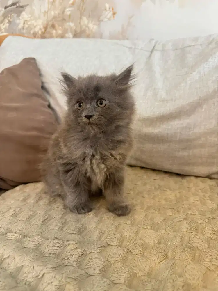 Kitten 2 bulan lucu gembul