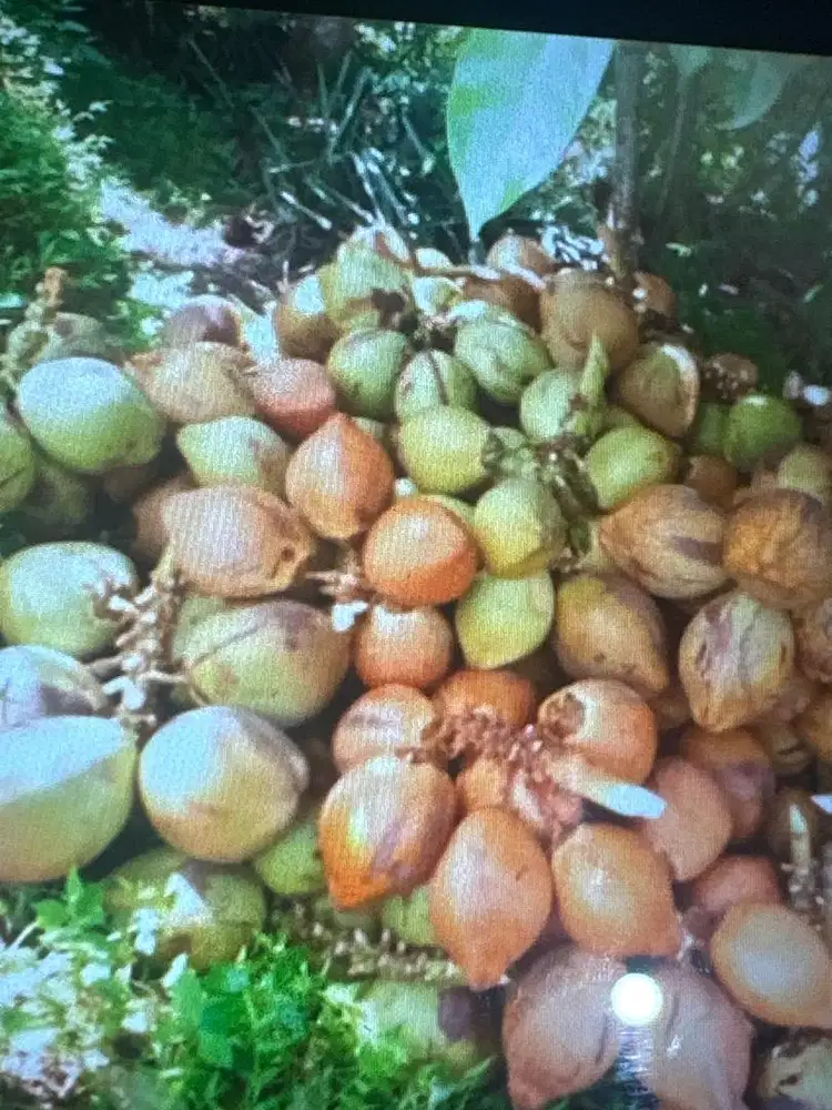 Penjaga es kelapa muda