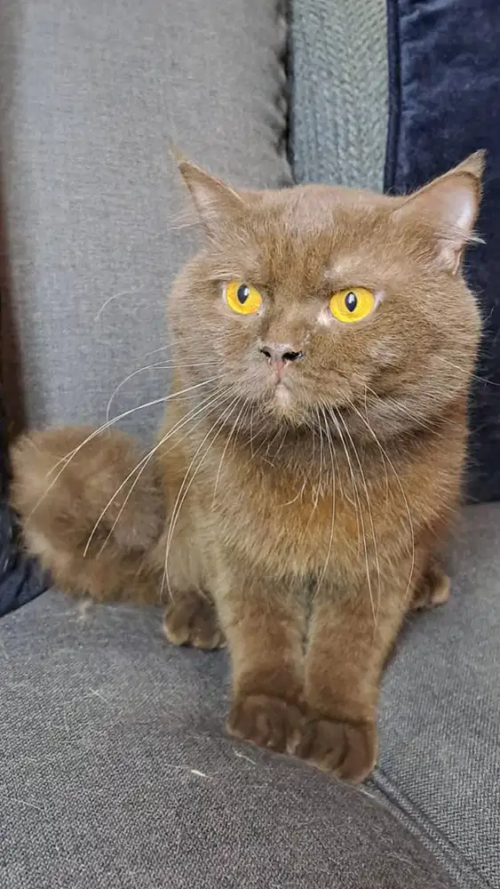 Jasa Pacak BSH Cinnamon