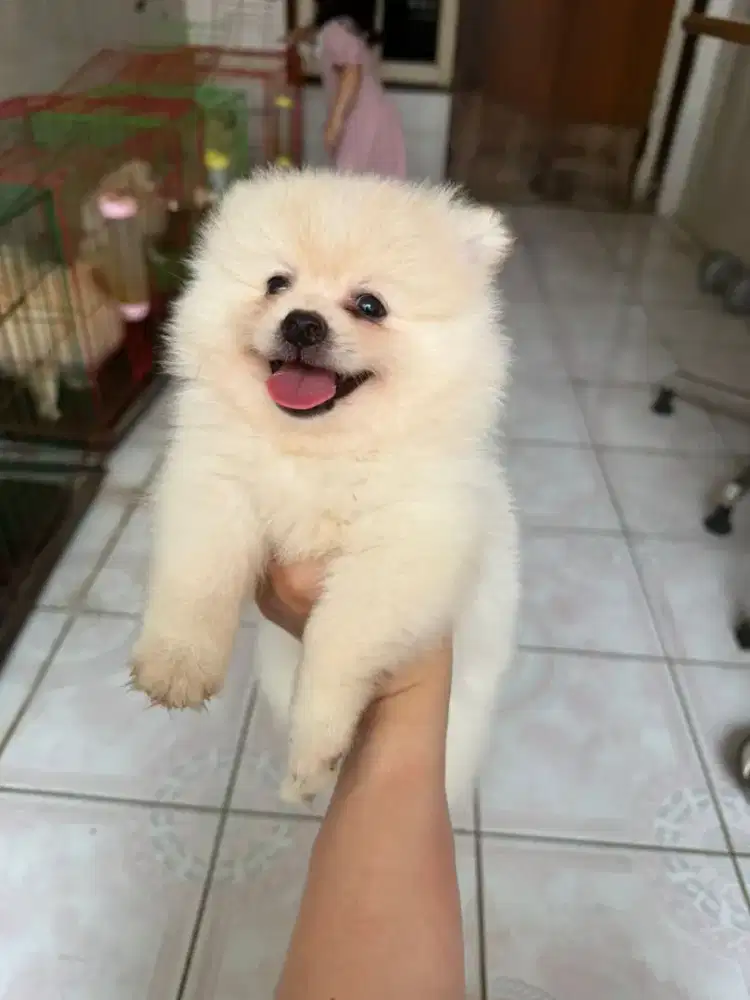 Jual Anjing minipom betina