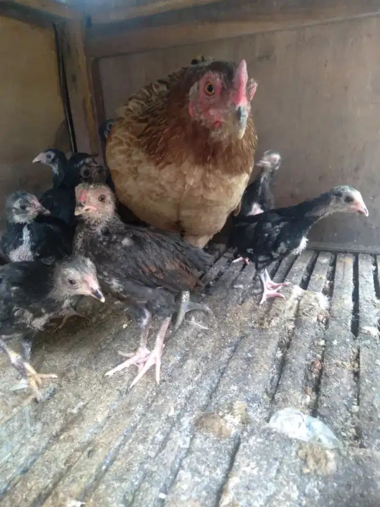 ayam kampung anakan dan biang