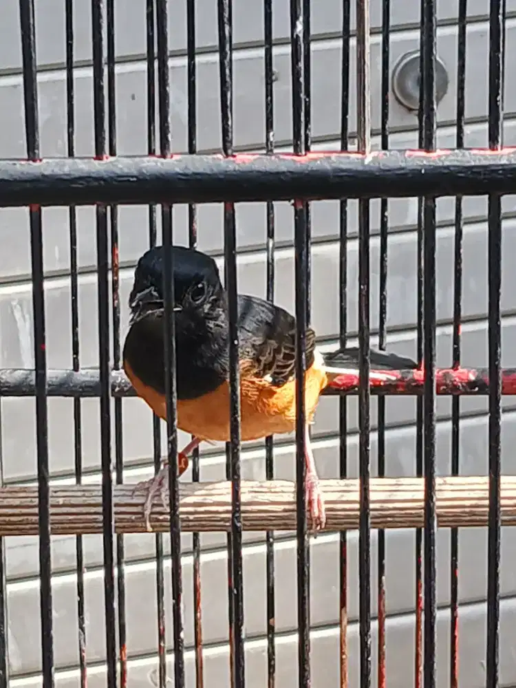 Jual borongan 3 burung full set