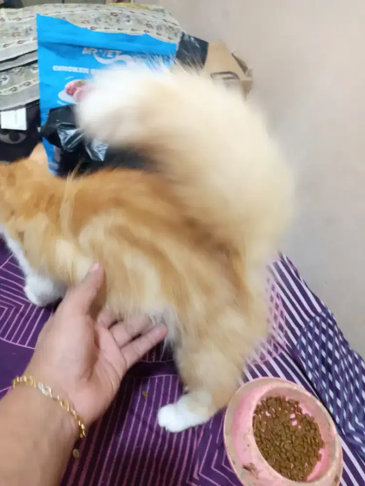 LA kitten kucing Persia marbel jantan usia 4 blnan