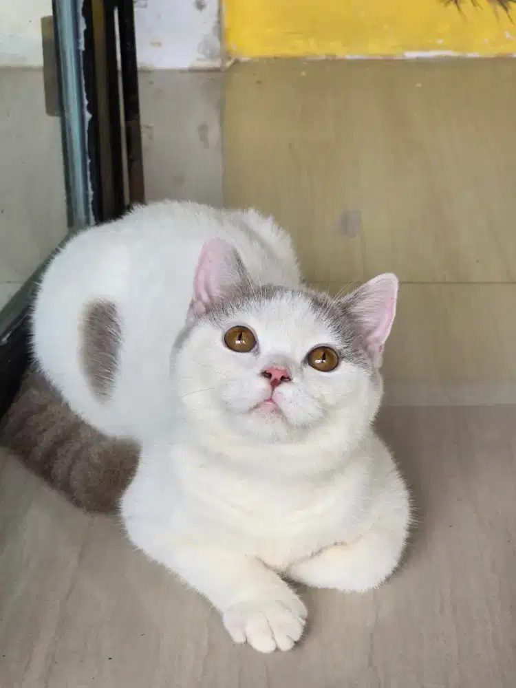 Kucing british shorthair bsh british shorthair