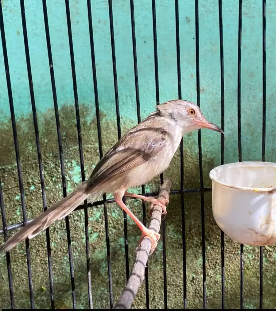 Burung ciblek gacor bren