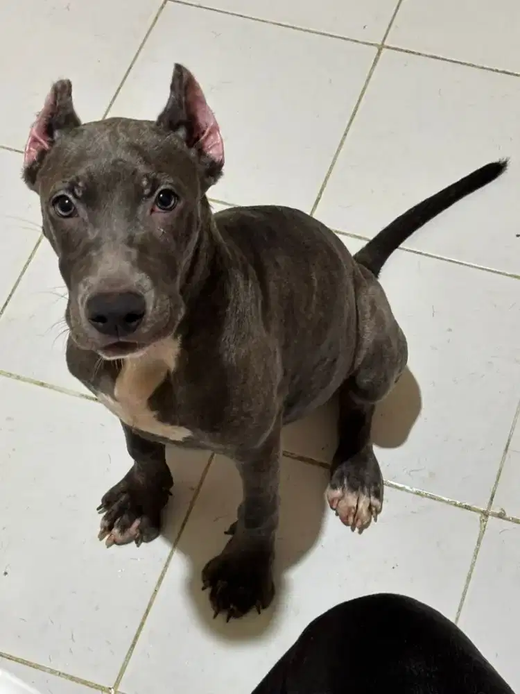 Dijual anjing pitbull jtn,warna bluetan...