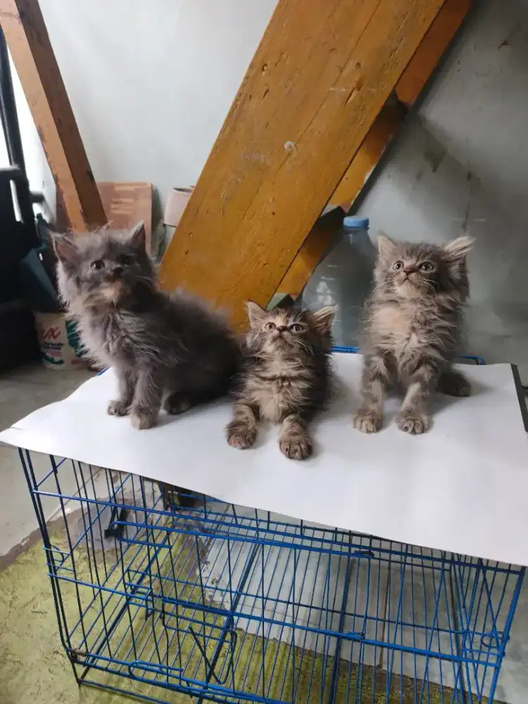 Persia betina 2,5 bulan