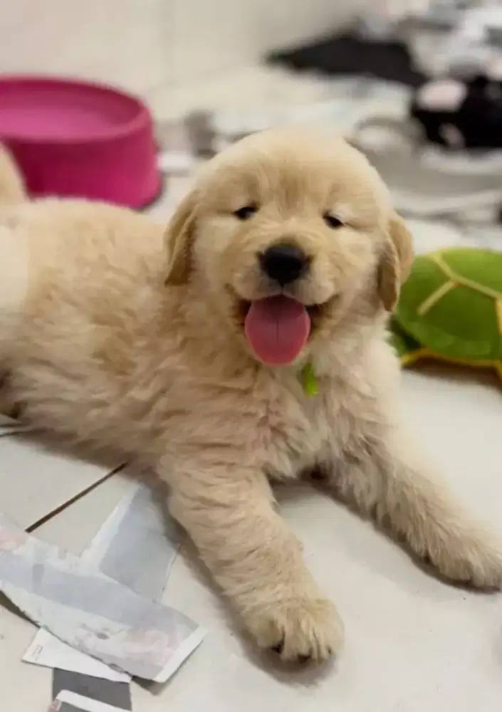 DIJUAL ANJING GOLDEN RETRIEVER