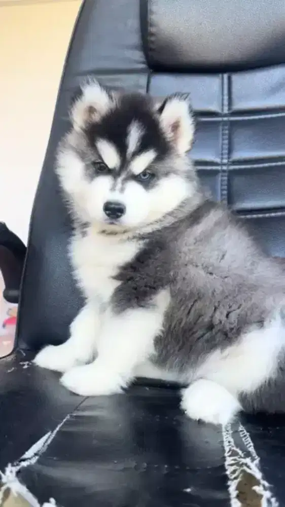 DIJUAL ANJING SIBERIAN HUSKY