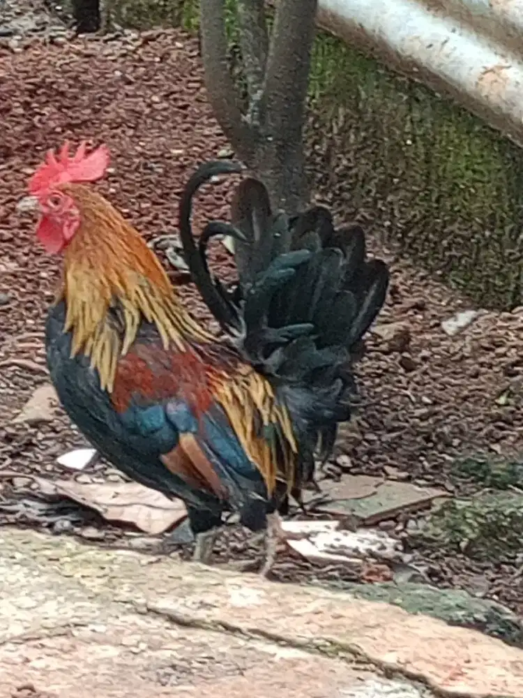 Jual ayam Kate jantan 4 bulanan