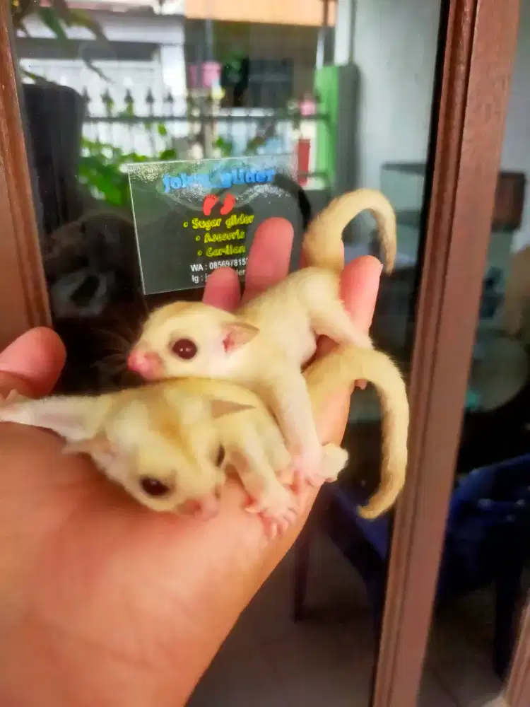 Sugar glider creamino