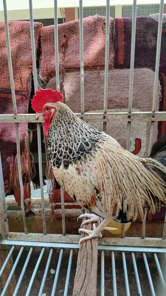 Ayam Bekisar Jali Kembang (Silangan ayam hutan hijau x betina kampung)