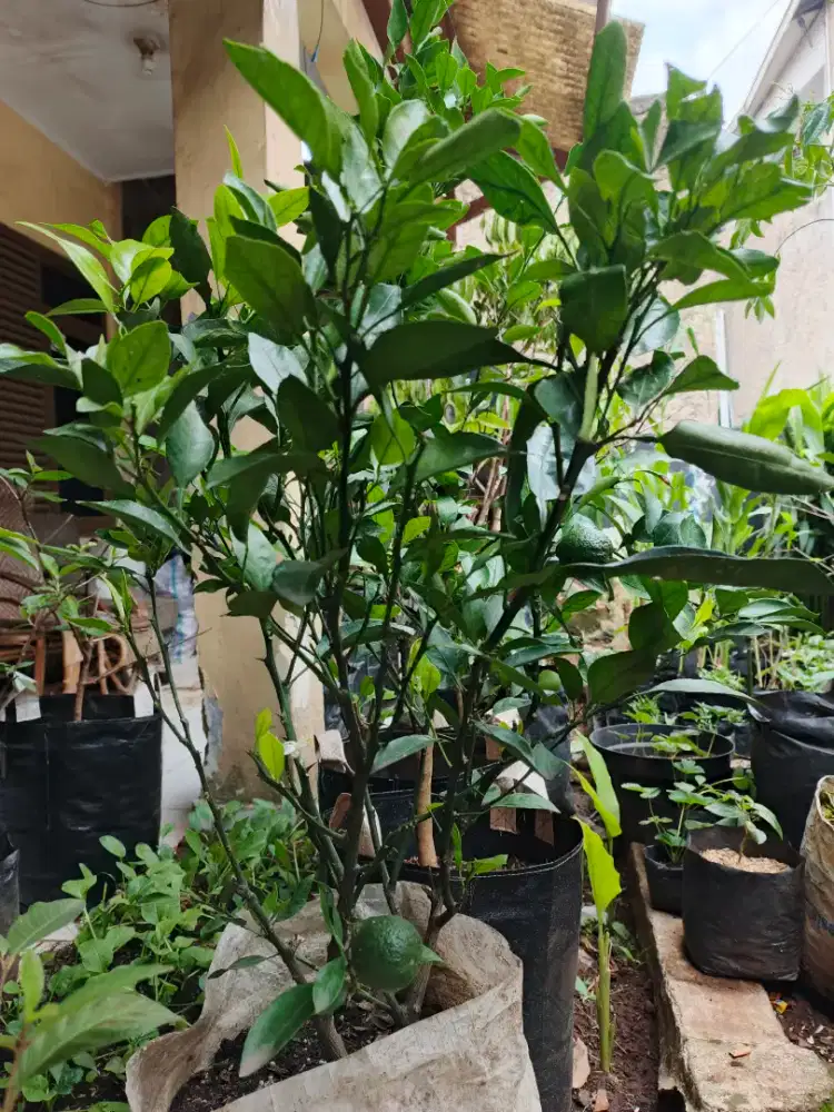 Pohon jeruk dekopon berbuah