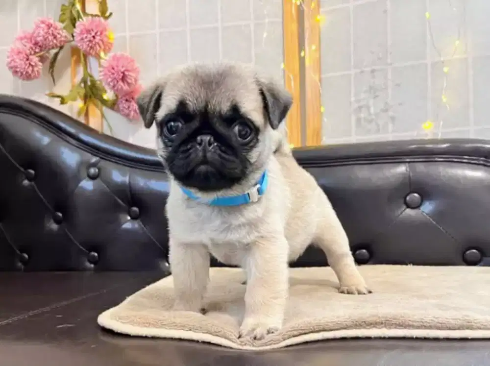 DIJUAL ANJING PUG
