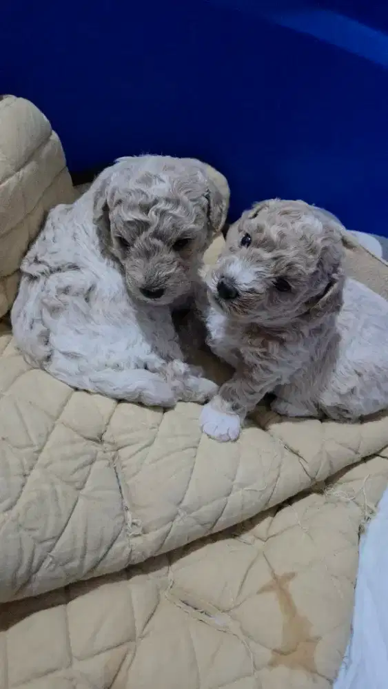 Poochon, poodle x bichon