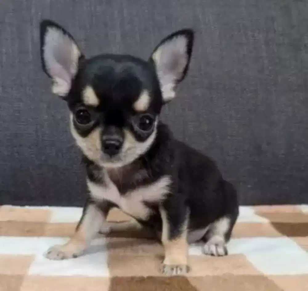 DIJUAL ANJING CHIHUAHUA