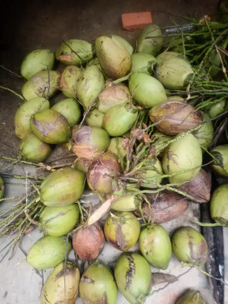 Jual buah kelapa