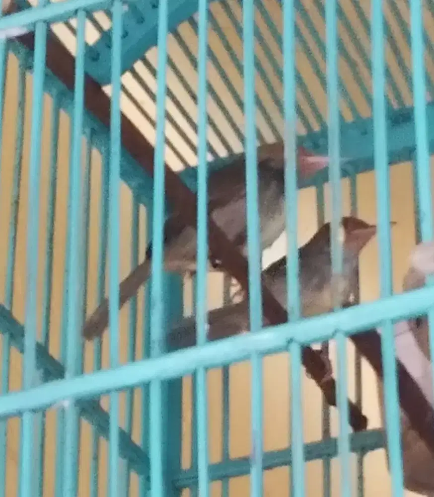 Prenjak abang sepasng