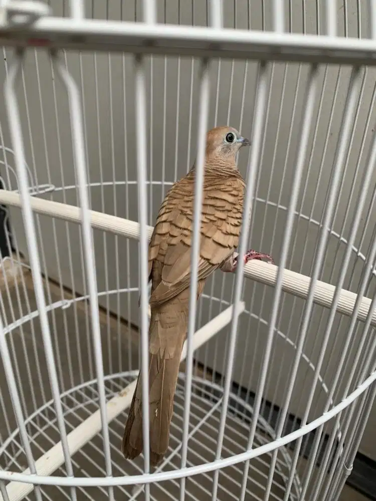 Perkutut mocca majapahit