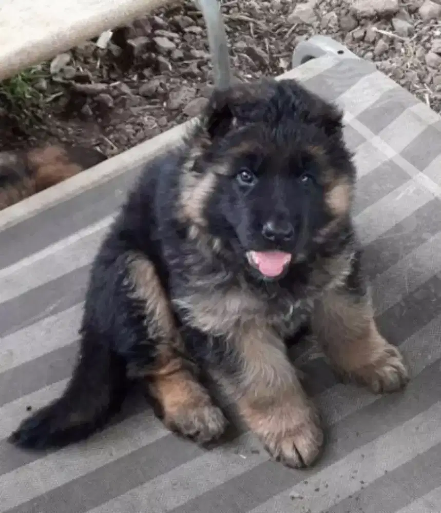 DIJUAL ANJING GERMAN SHEPHERD