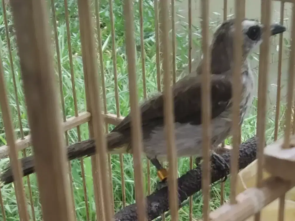 Trucuk jantan nyisik tipis