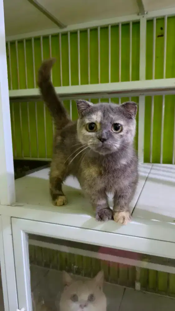 Kucing Betina Munchkin Standart