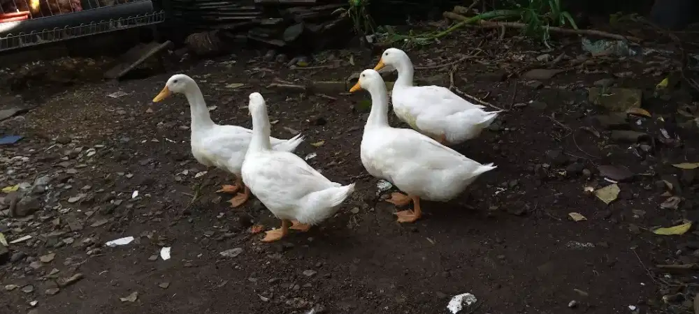 Jual Bebek Peking Hidup