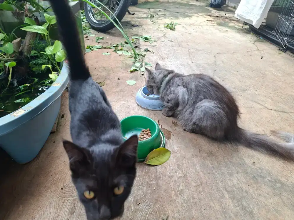 GRATIS, lepas adopsi induk dan anak kucing