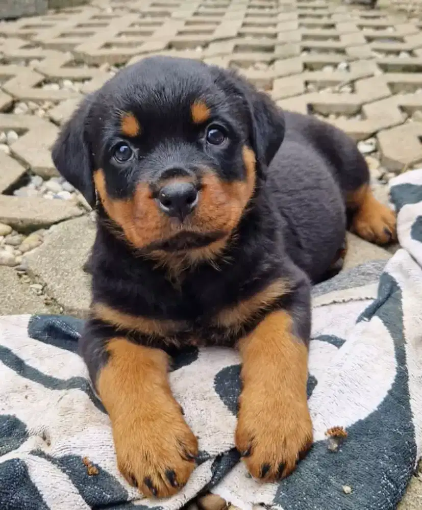 DIJUAL ANJING ROTTWEILER