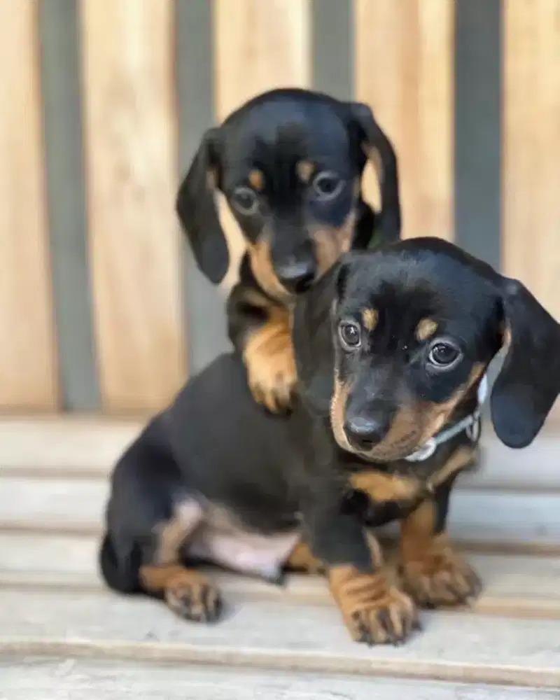 DIJUAL ANJING DACHSHUND