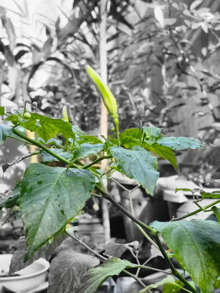 Dicari Art PP + jaga anak