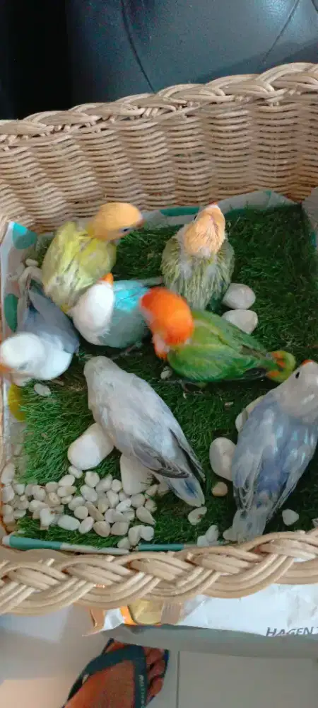 Anakan LB berkualitas