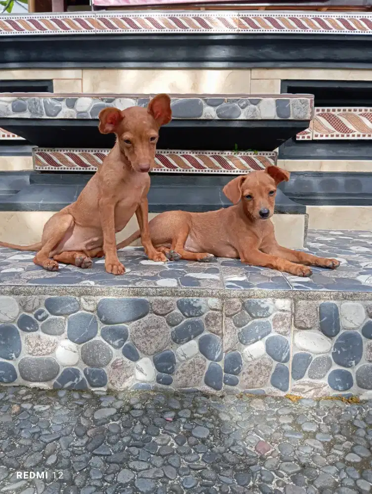 Anak anjing miniminpcher