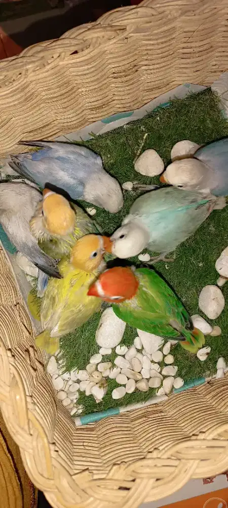 Anakan LB hrg sesuai jenis