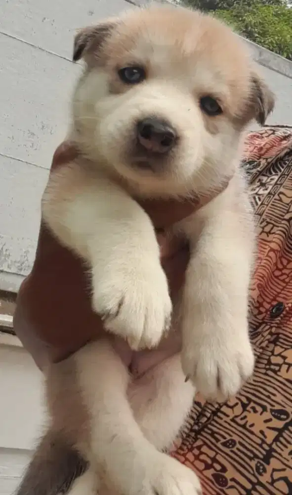 Anak Anjing Husky Betina