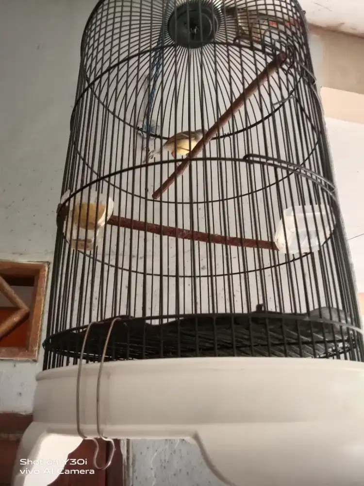 Ciblek semi jantan paud