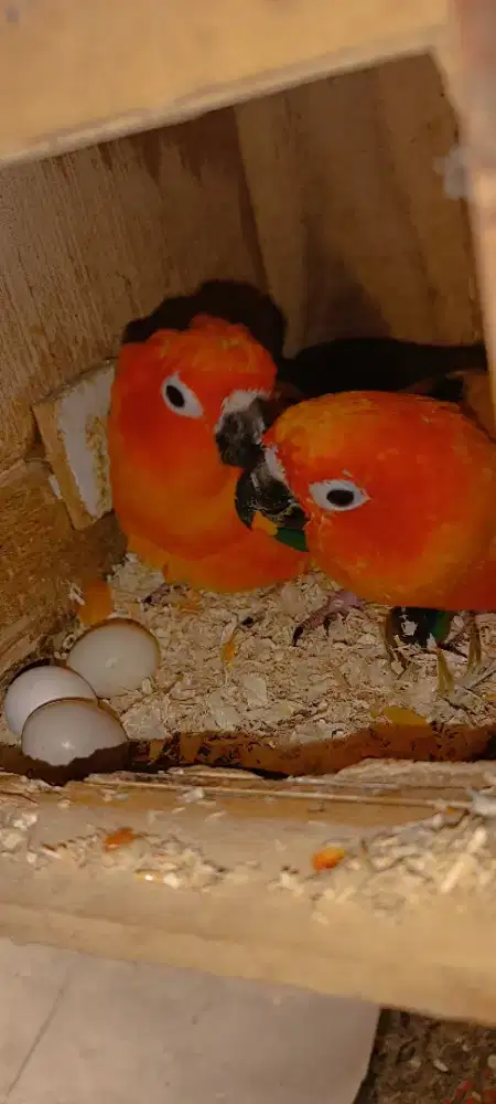 Indukan SC proven no abal2