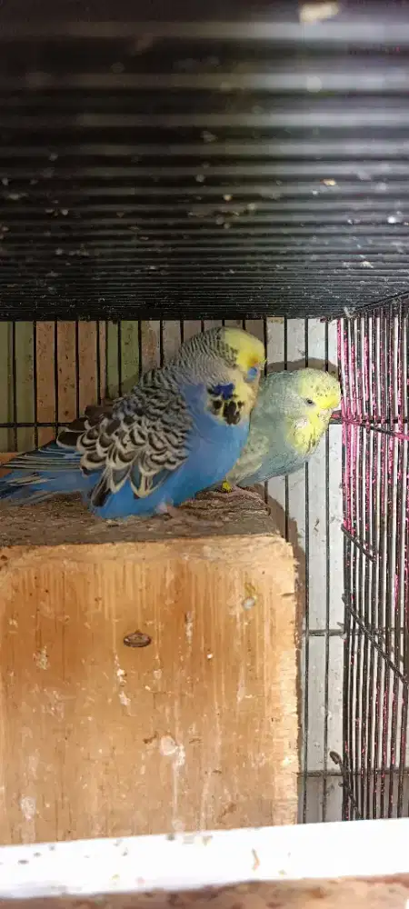 Indukan parkit holland