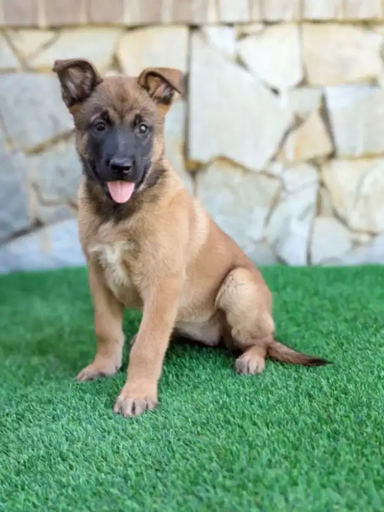 DIJUAL ANJING BELGIAN MALINOIS
