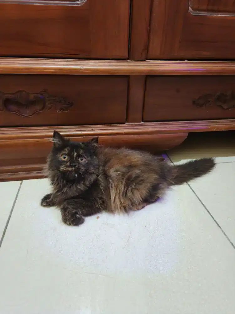 Kucing Persia Bulu Kapas