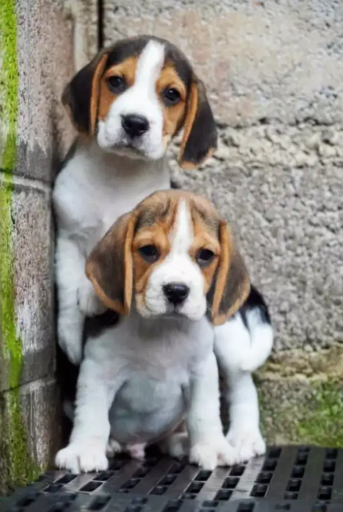 DIJUAL ANJING BEAGLE